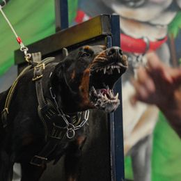 Cisco - Doberman Pinscher