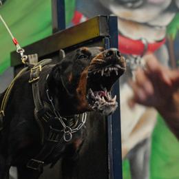 Cisco - Doberman Pinscher