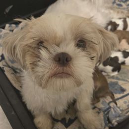 Jessie - Shih Tzu