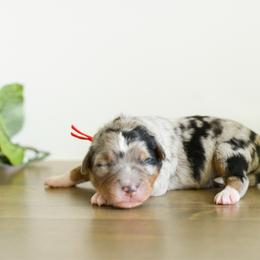 Boy 7 - male Australian Mountain Doodle puppy in Spanish Fork, Utah from K Brand Doodles