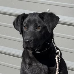 Labrador Retrievers from Rockn Ridge Retrievers LLC