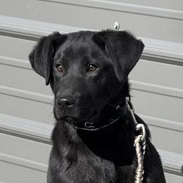 Labrador Retrievers from Rockn Ridge Retrievers LLC