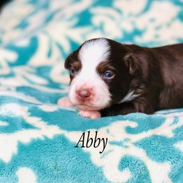 Miniature Australian Shepherd and Toy Australian Shepherd Puppies from Ramblin’ Rose Aussies
