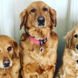 Bernedoodles, Goldendoodles, and Golden Retrievers from Farr’s Goldens and Doodles