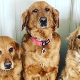 Bernedoodles, Goldendoodles, and Golden Retrievers from Farr’s Goldens and Doodles