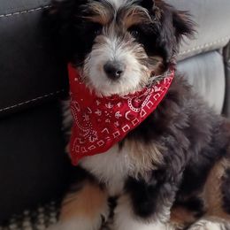 Aussiedoodles, Bernedoodles, Cavapoos, Goldendoodles, and Labradoodles from Mini Goldendoodles of Cape Cod