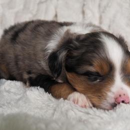 Toy Australian Shepherd Puppies from ATX Mini Aussies
