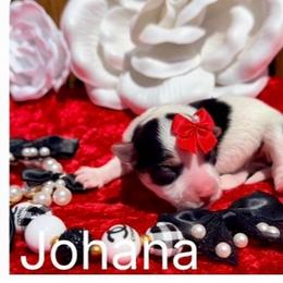 JoHana - Parti female Yorkshire Terrier puppy in Prosper, Texas from DaintyDawlz