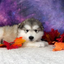 Honey - Sable and white female Alaskan Malamute puppy in Spokane, Washington from Asgard Wooly Malamutes