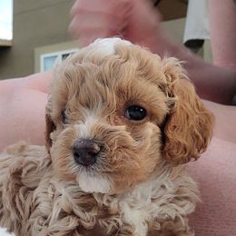 Bridget - Cream female Cavapoo puppy in West Bountiful, Utah from Kings Peak kennel