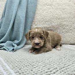 Rocky - Apricot male Cavapoo puppy in Floyd, Virginia from Hearts and Paws Poodles and Doodles