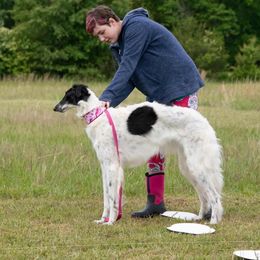 Borzoi and Silken Windhound All Grown Up from Perla Silken Windhounds & Borzoi