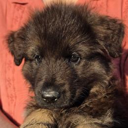 Lantern - Black and red male German Shepherd puppy in Columbus, Indiana from Stony Lonesome GSD