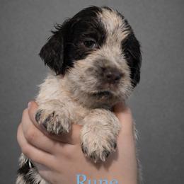 Rune - Tri-Roan male English Springer Spaniel puppy in Florida from Thunderbird Springers