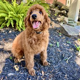 Old English Sheepdog and Poodle Puppies from Canine Castle of Cleveland