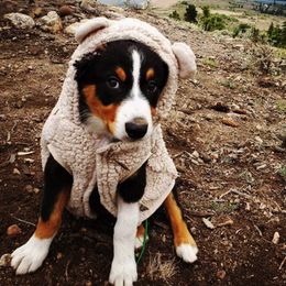 Australian Shepherd Puppies from Once Upon a Time Aussies