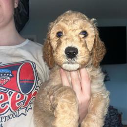 Purple Collar - Apricot male Goldendoodle puppy in Winchester, Tennessee from Mahaffey’s Doodles