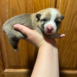 Boi - Red male Pembroke Welsh Corgi puppy in Delton, Michigan from CorGizmo