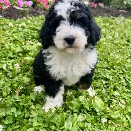 Girl 1 - Tri-color female Bernedoodle puppy in Russiaville, Indiana from Pleasant Creek Minibernedoodles