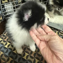 Pomeranian and Pomsky Puppies from Capital Poms & Pomskies