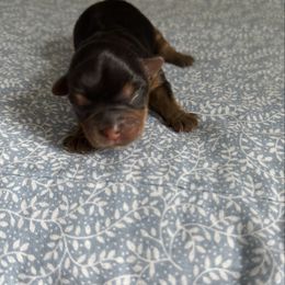 Girl 1 - Black and tan female Yorkshire Terrier puppy in Maple Grove, Minnesota from Cuddle Wind Yorkies
