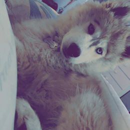 Siberian Husky Puppies from Blue Ridge Siberians