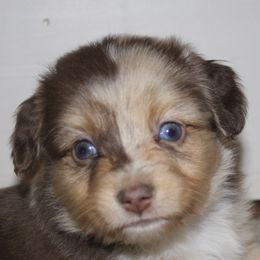 Miniature Australian Shepherds and Toy Australian Shepherds from Burnett Aussies