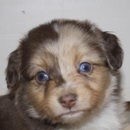 Miniature Australian Shepherds and Toy Australian Shepherds from Burnett Aussies