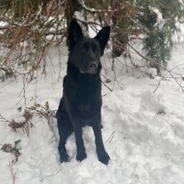 Zova - German Shepherd