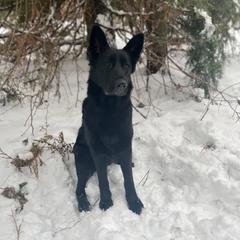 Zova - German Shepherd