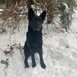 Zova - German Shepherd