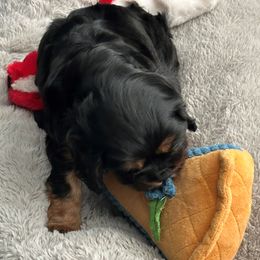 Cavalier King Charles Spaniels from DunEakins Cavaliers