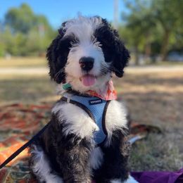 Bernedoodles from HooDoodles