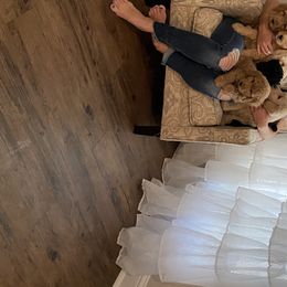 Goldendoodle Puppies from C.P. Puppy Buddies