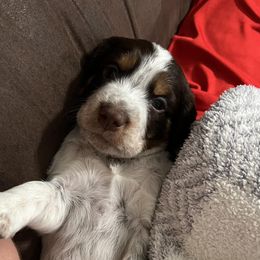 English Springer Spaniels from Justin's English Springer Spaniels