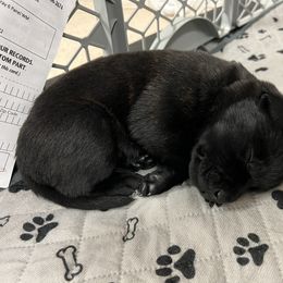 Dutch Shepherd Puppies from Stone Age K9