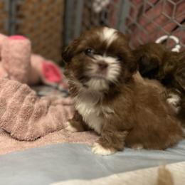 Lucky - Red and white male Shih Tzu puppy in Statesboro, Georgia from Magnolia Small Breeds