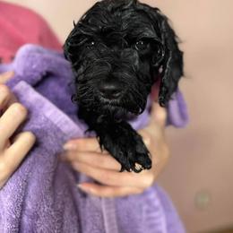 Cavapoo, Cockapoo, Goldendoodle, and Maltipoo Puppies from Perdue Puppies