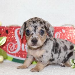 Fable - Black and cream male Dachshund puppy in Bellville, Ohio from JK Mini Doxies