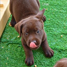 Chai - Chocolate male Labrador Retriever puppy in Hurricane, Utah from Mahmen's Meadow Retrievers