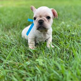Blue - Cream male French Bulldog puppy in Nevis, Minnesota from Faithful Acres French Bulldogs