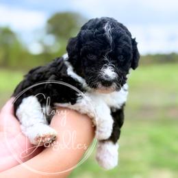 Maroon - Tri-color male Bernedoodle puppy in Rockwall, Texas from Glory Doodles