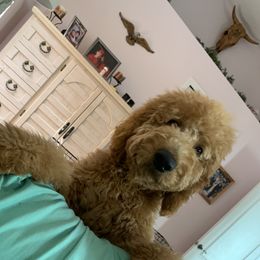 Goldendoodle Puppies from Daydreamer Doodles