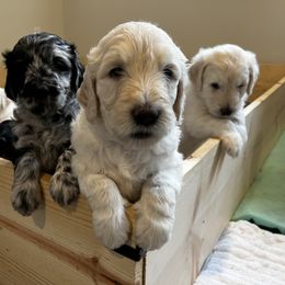 Goldendoodle Puppies from Bianca Bleu Goldendoodles
