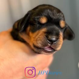 Mount Baker - Black and tan male Dachshund puppy in Bonney Lake, Washington from HP Dachs
