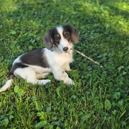 Hazel - Piebald female Dachshund puppy in Elma, Iowa from Iowa Dachshunds