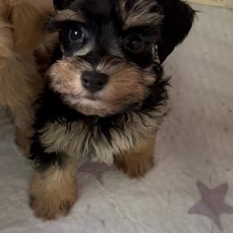Joey - Black male Miniature Schnauzer puppy in Miami, Florida from Chiquiticos Shnauzers