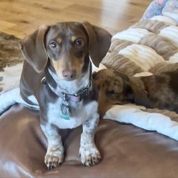 Calla - Dachshund