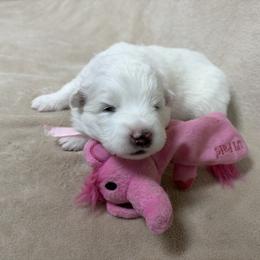 Samoyed Puppies from Subarktika Samoyeds