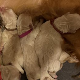 Ms. Pink - Golden female Golden Retriever puppy in Havana, Florida from Golden Gems